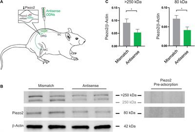 Piezo2 Knockdown Inhibits Noxious Mechanical Stimulation and NGF-Induced Sensitization in A-Delta Bone Afferent Neurons